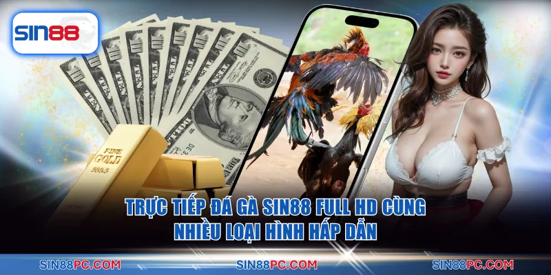 Phát sóng trực tiếp Đá gà SIN88 Full HD sắc nét từ đấu trường Thomo